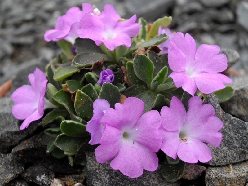 Primula allionii HNG12 en fleurs sur des falaises calcaires des Alpes-Maritimes